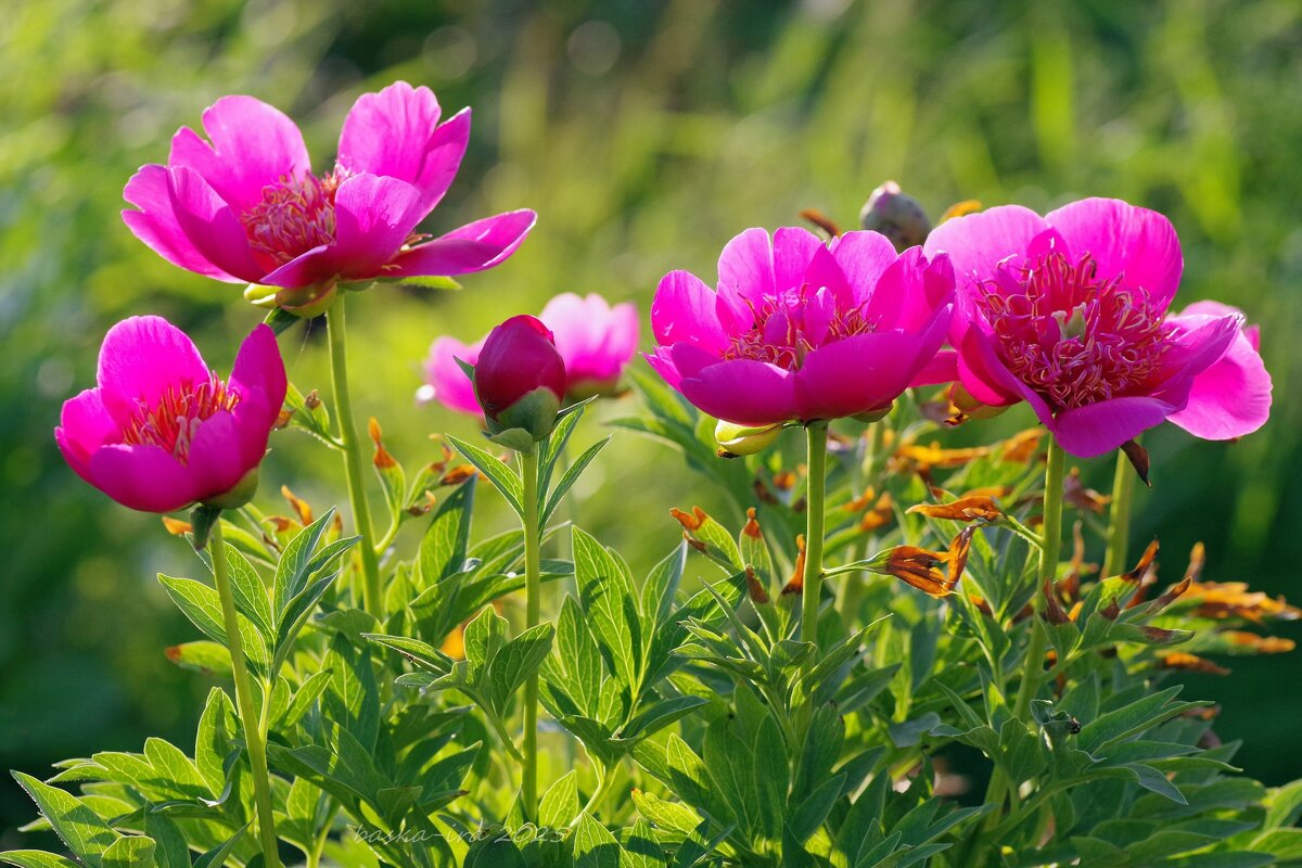 Пиончики-япончики - Ирина Баскакова