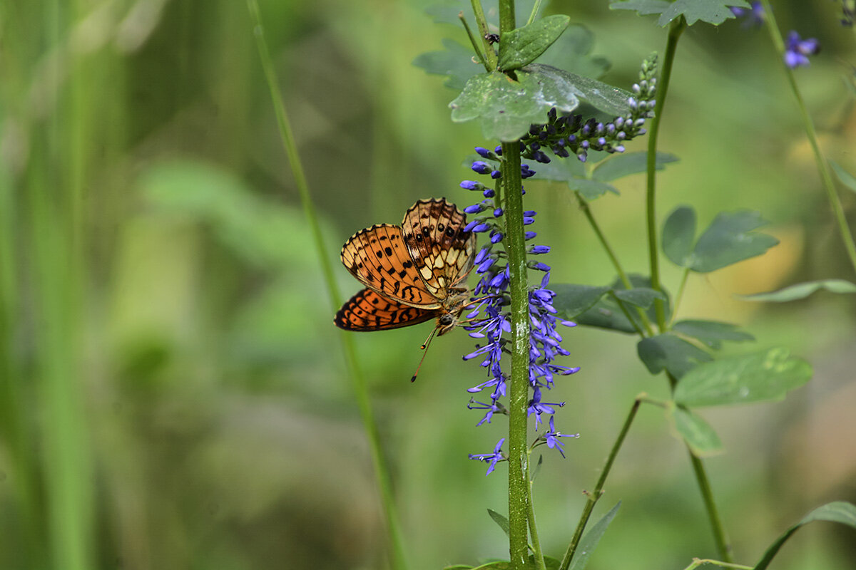 Лестница без перил - Геннадий Супрун Лестница без перил - Геннадий Супрун