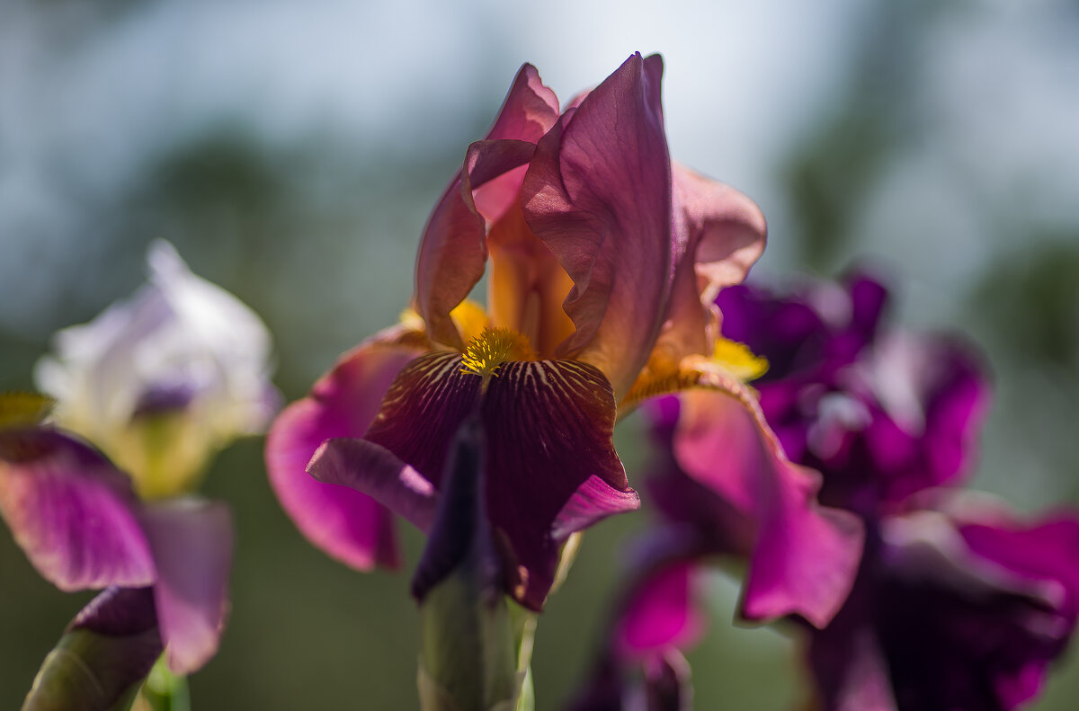 Дачные ирисы. - Sergey (Apg) Дачные ирисы. - Sergey (Apg)