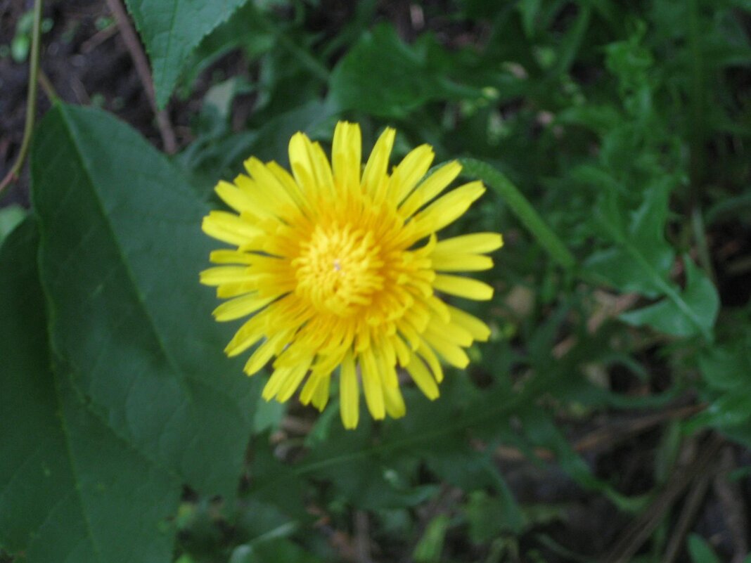 Одуванчик - Дмитрий Никитин Одуванчик - Дмитрий Никитин
