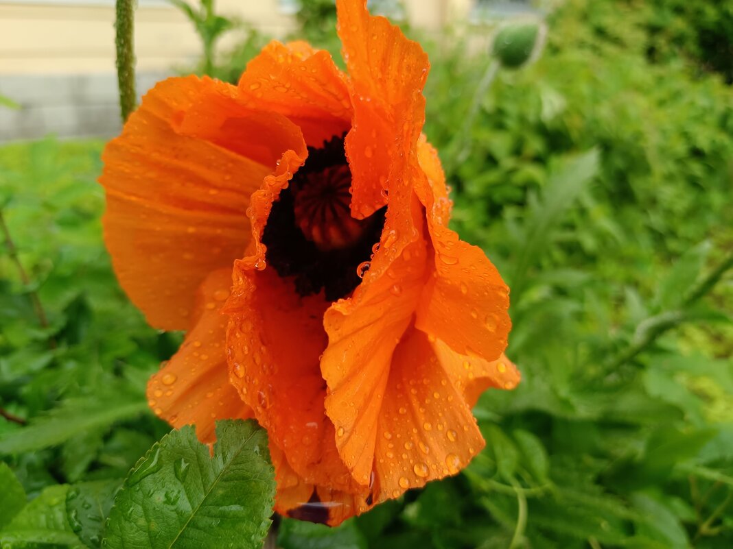Мак в дождливый день - Мария Васильева