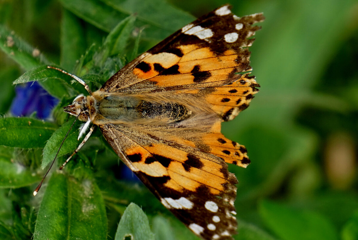 из снятого вчера 2 - Александр Прокудин