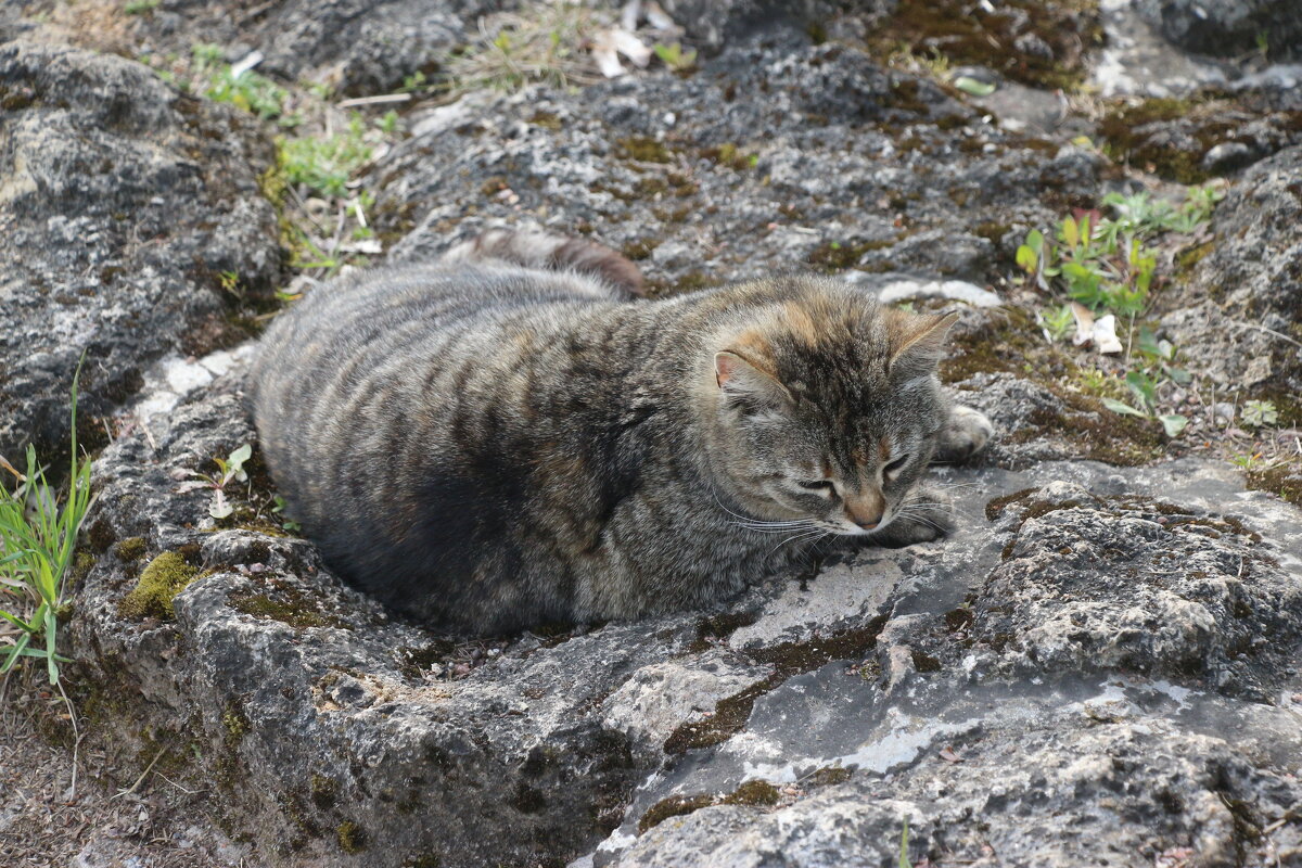 Король камуфляжа (или Королева) - Наталья Герасимова