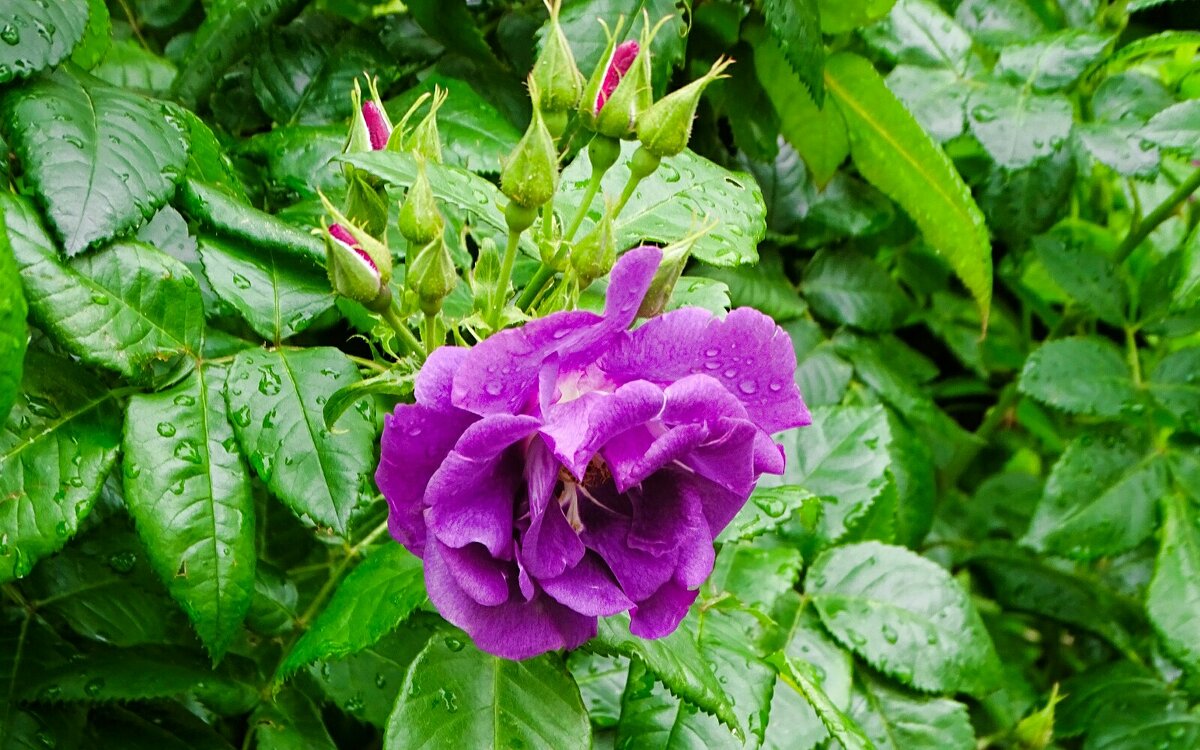 Городские цветы. - Милешкин Владимир Алексеевич 