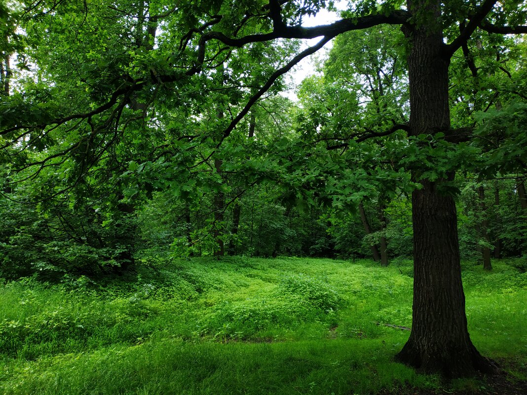 Июнь в Лосином острове - Андрей Лукьянов