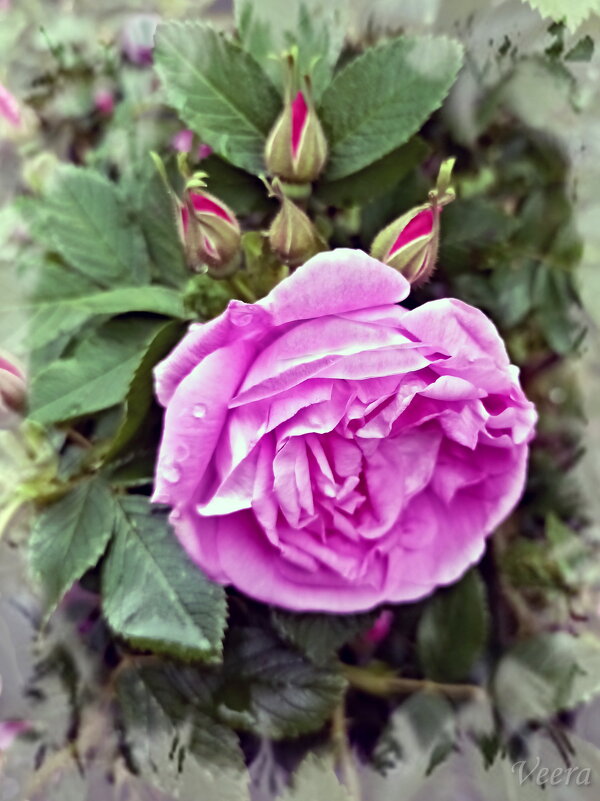 Шиповник махровый - Veera V