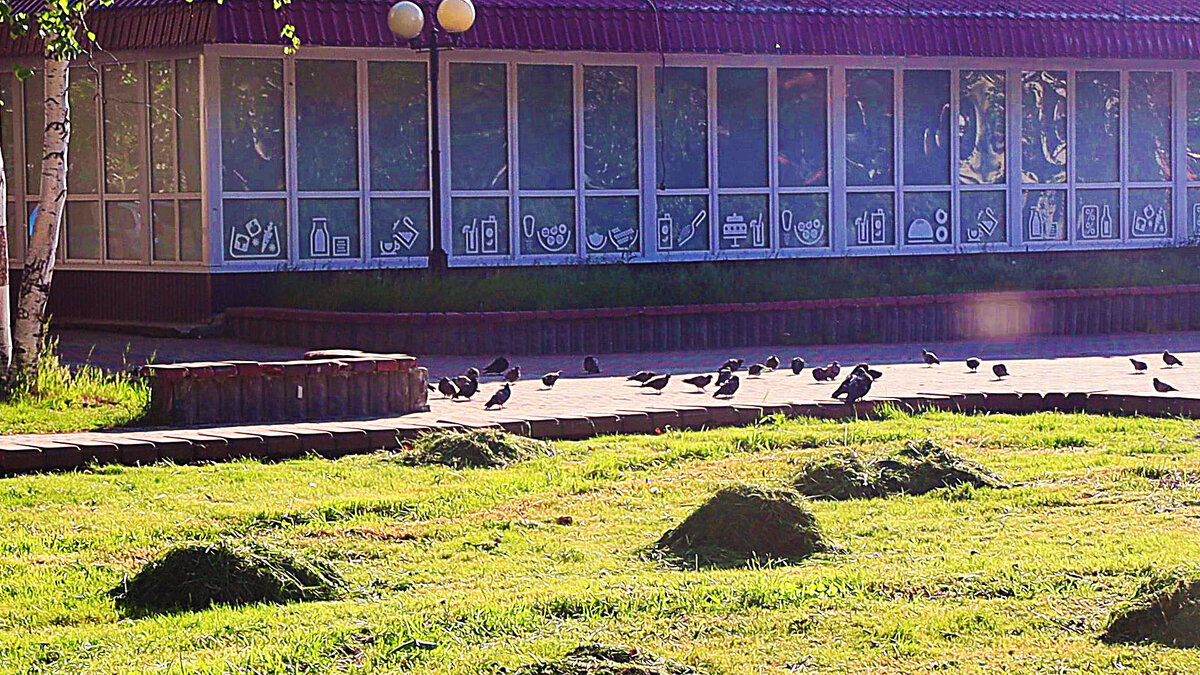 Июнь...Сенокос на газонах! - Владимир 