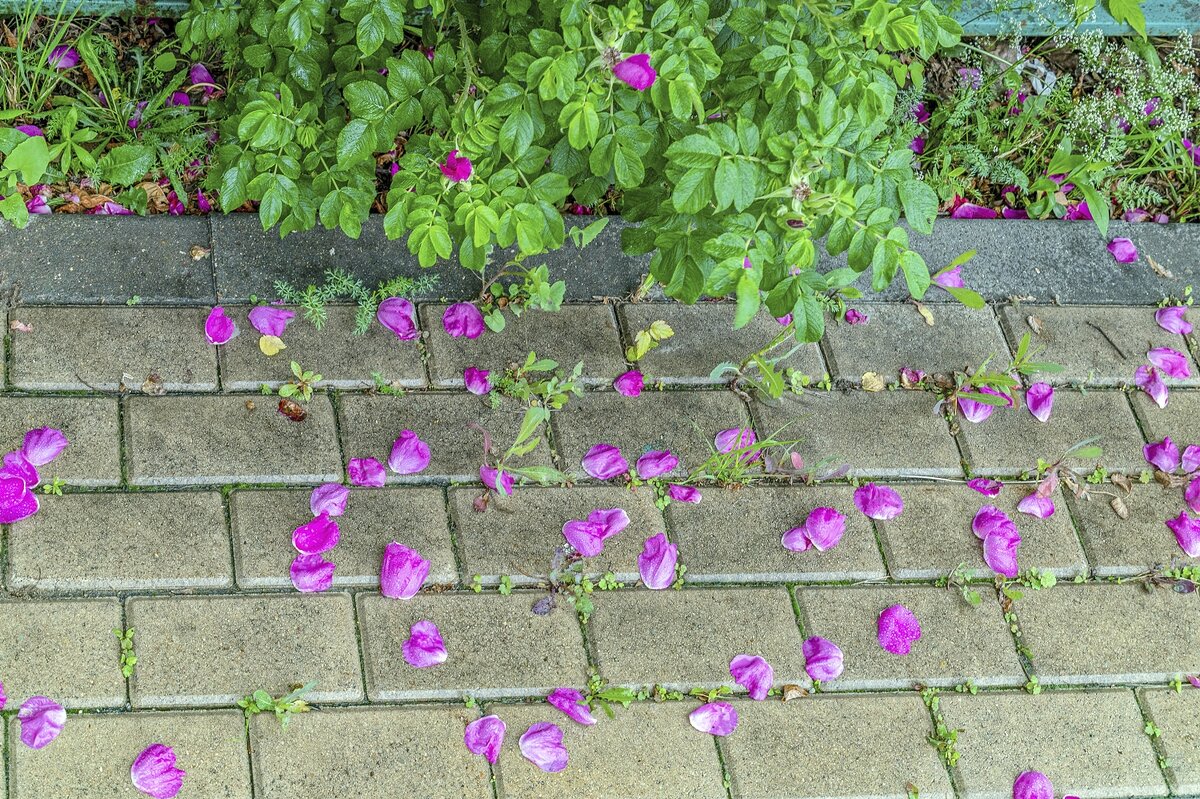 Отцветает шиповник - Валерий Иванович Отцветает шиповник - Валерий Иванович
