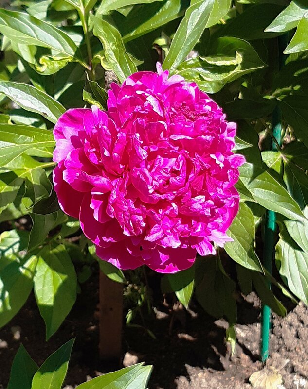 Лето, ах лето! - Галина Минчук