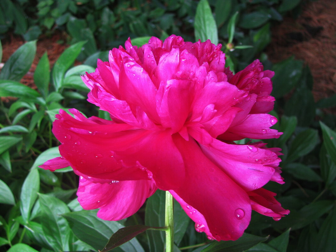 Красавчик пион - Людмила Смородинская