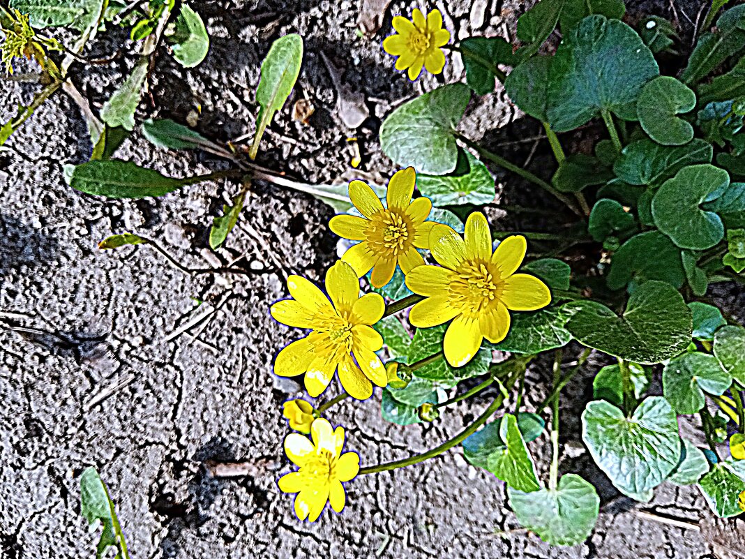 Цвет весны. - Владимир Драгунский