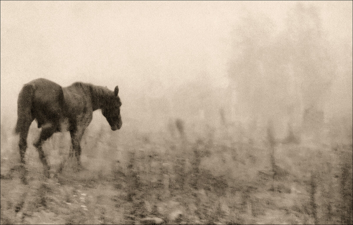 Утро.Лошадка - александр 
