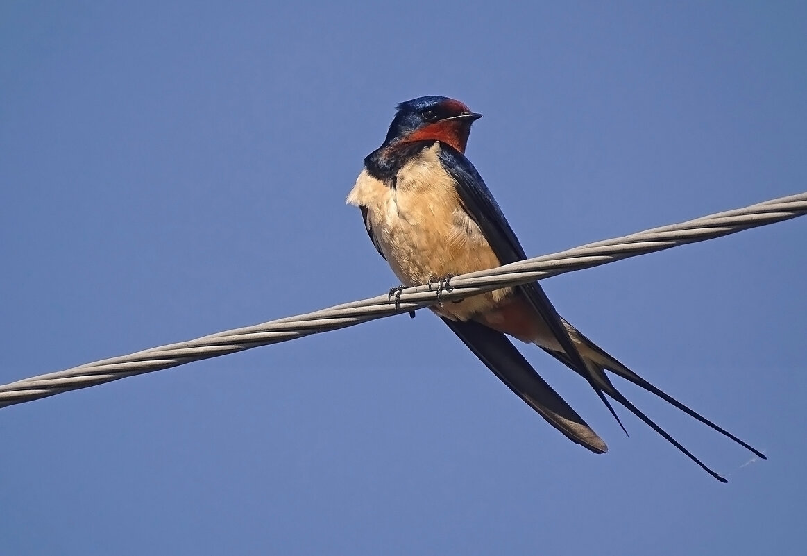 Ласточка деревенская - Valentina K