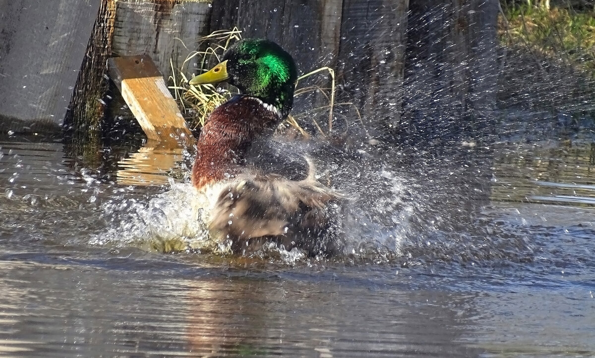 Купанме селезня - Valentina K Купанме селезня - Valentina K