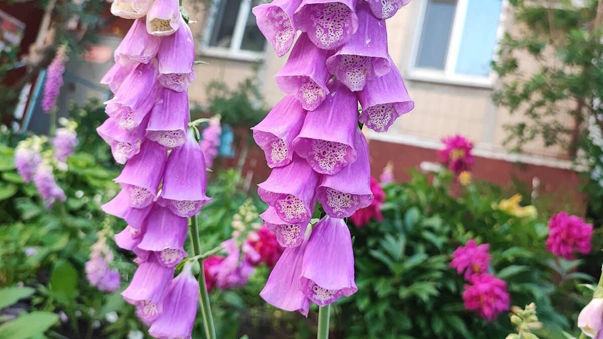 ,,, - Сергей Тимоновский