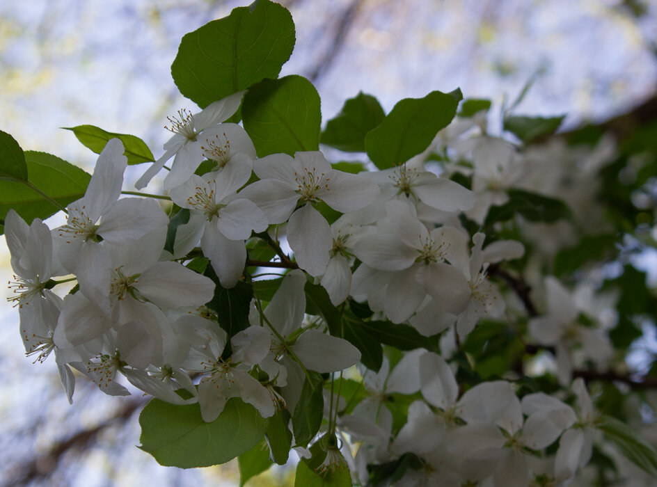 Яблоня цветет - Светлана SvetNika17