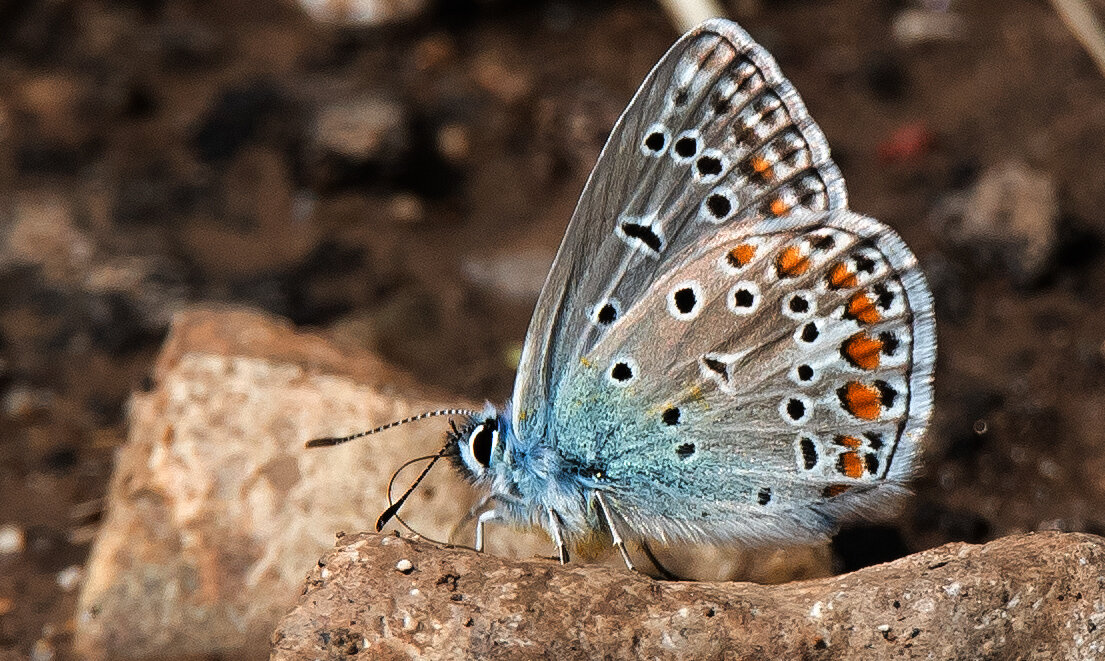 * - Владимир Безбородов