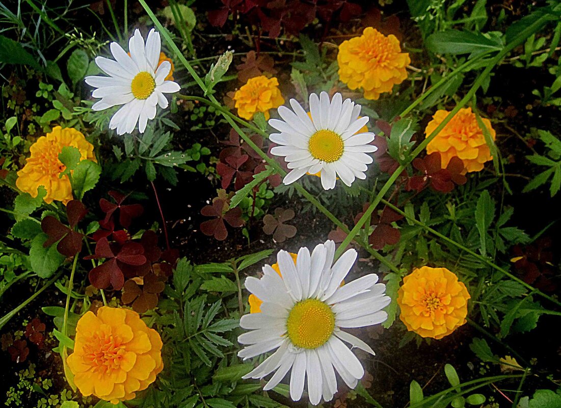 На полянке - Елена Семигина