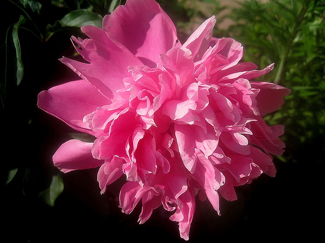 Пион - Елена Семигина