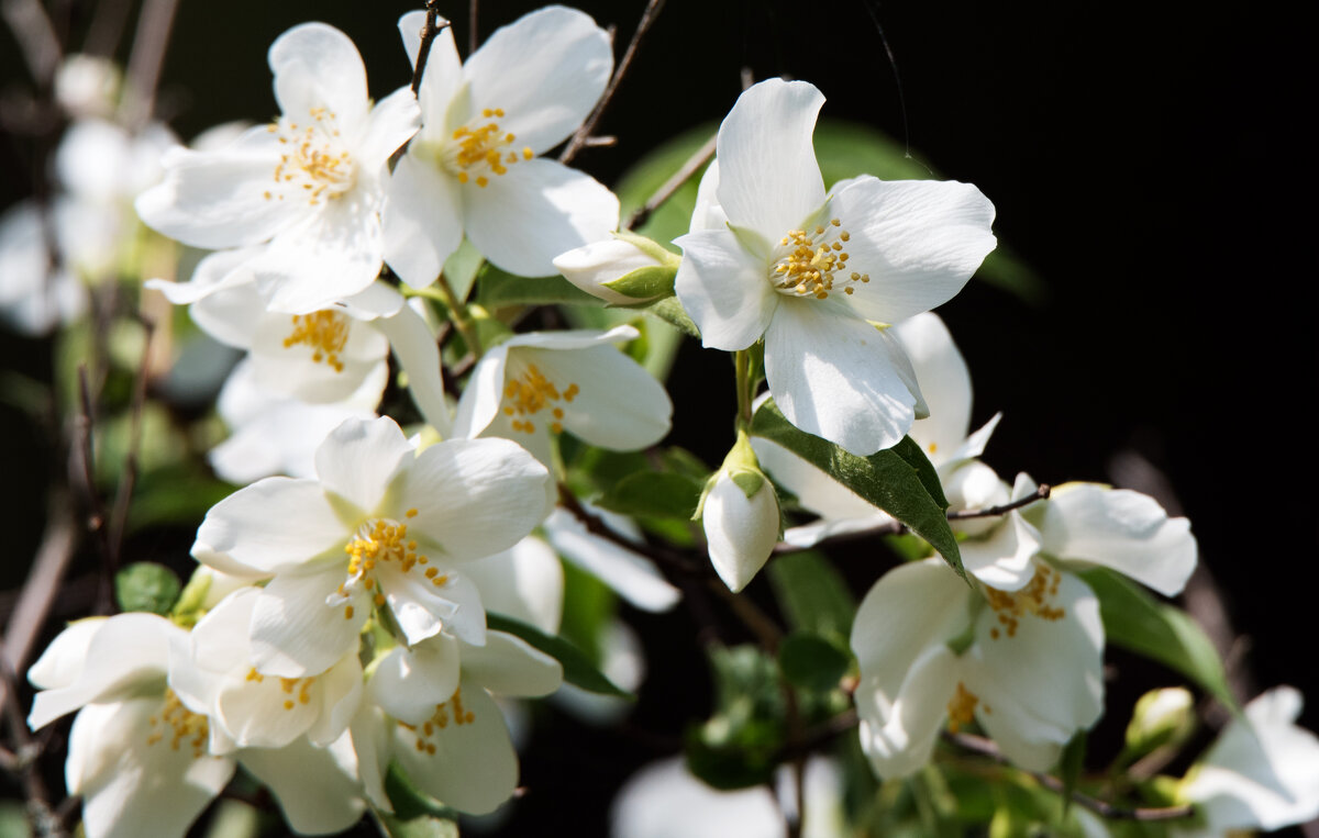 Жасмин. - Владимир Безбородов