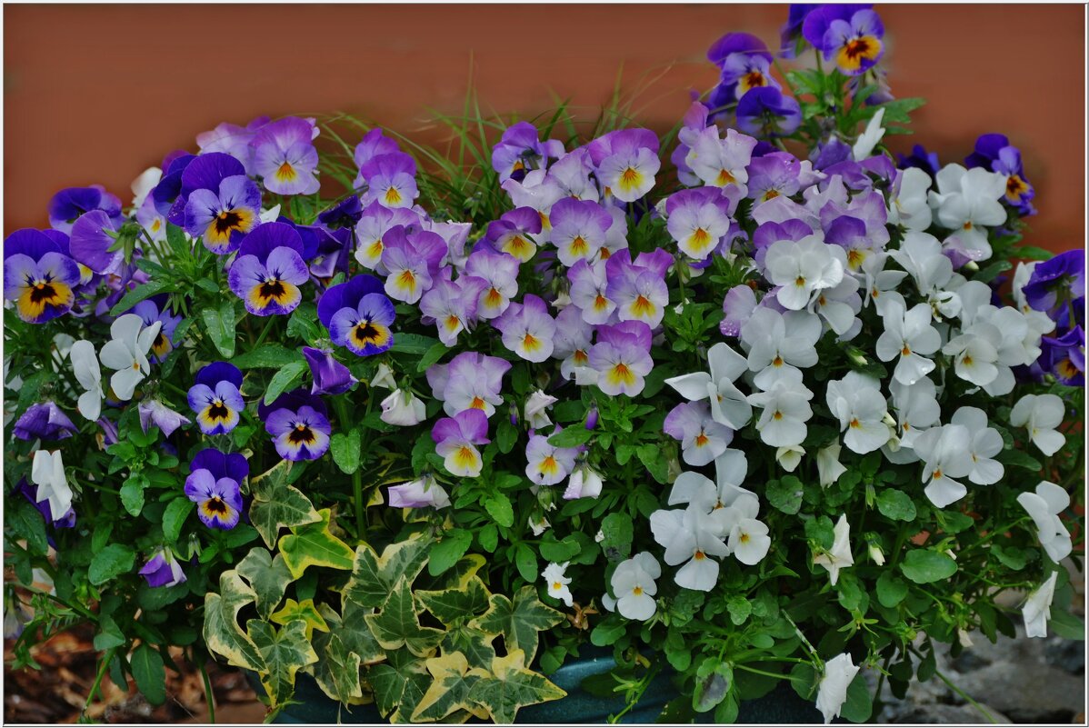 АНЮТИНЫ ГЛАЗКИ... - Elvira E. 