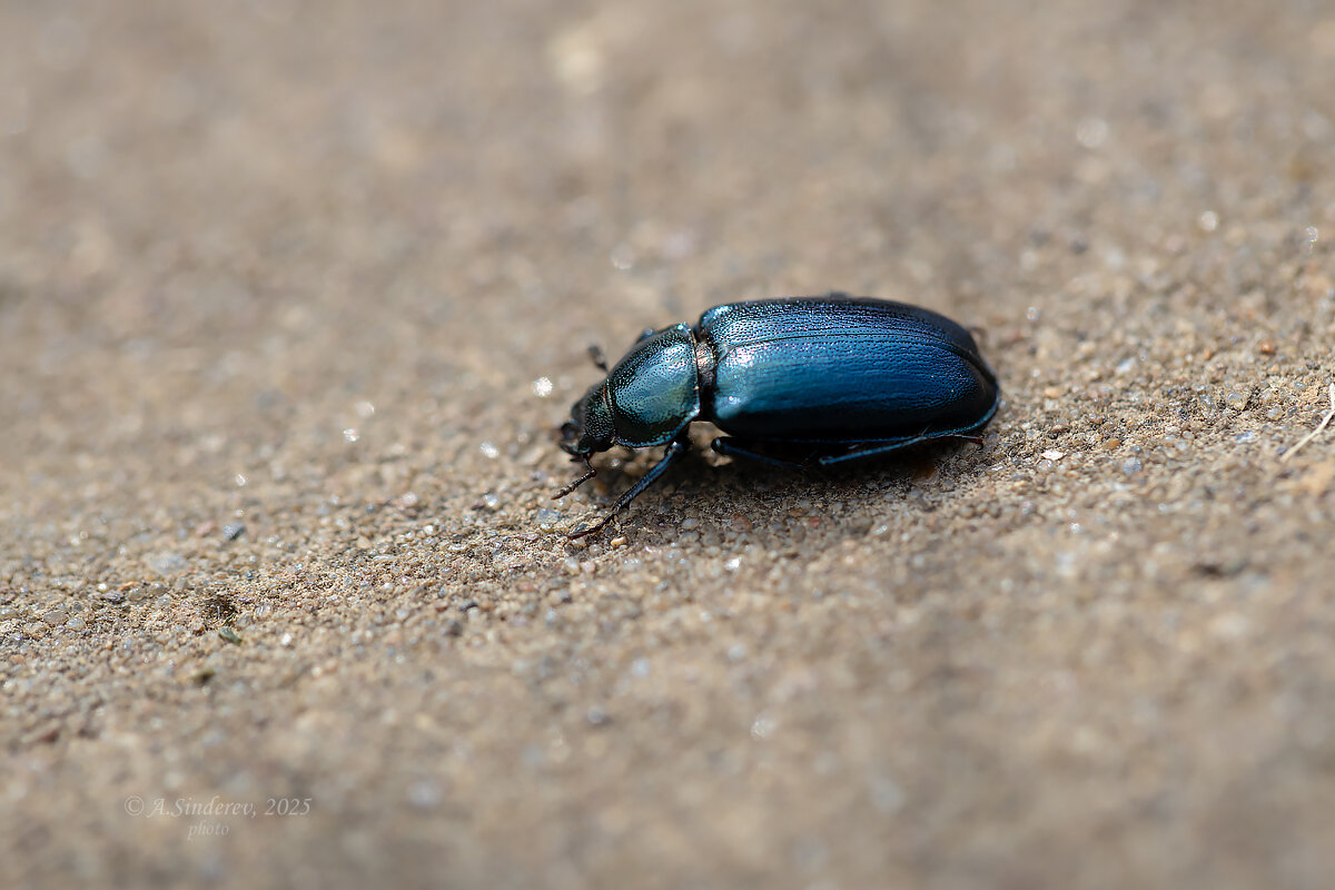 Синий жук - Александр Синдерёв Синий жук - Александр Синдерёв