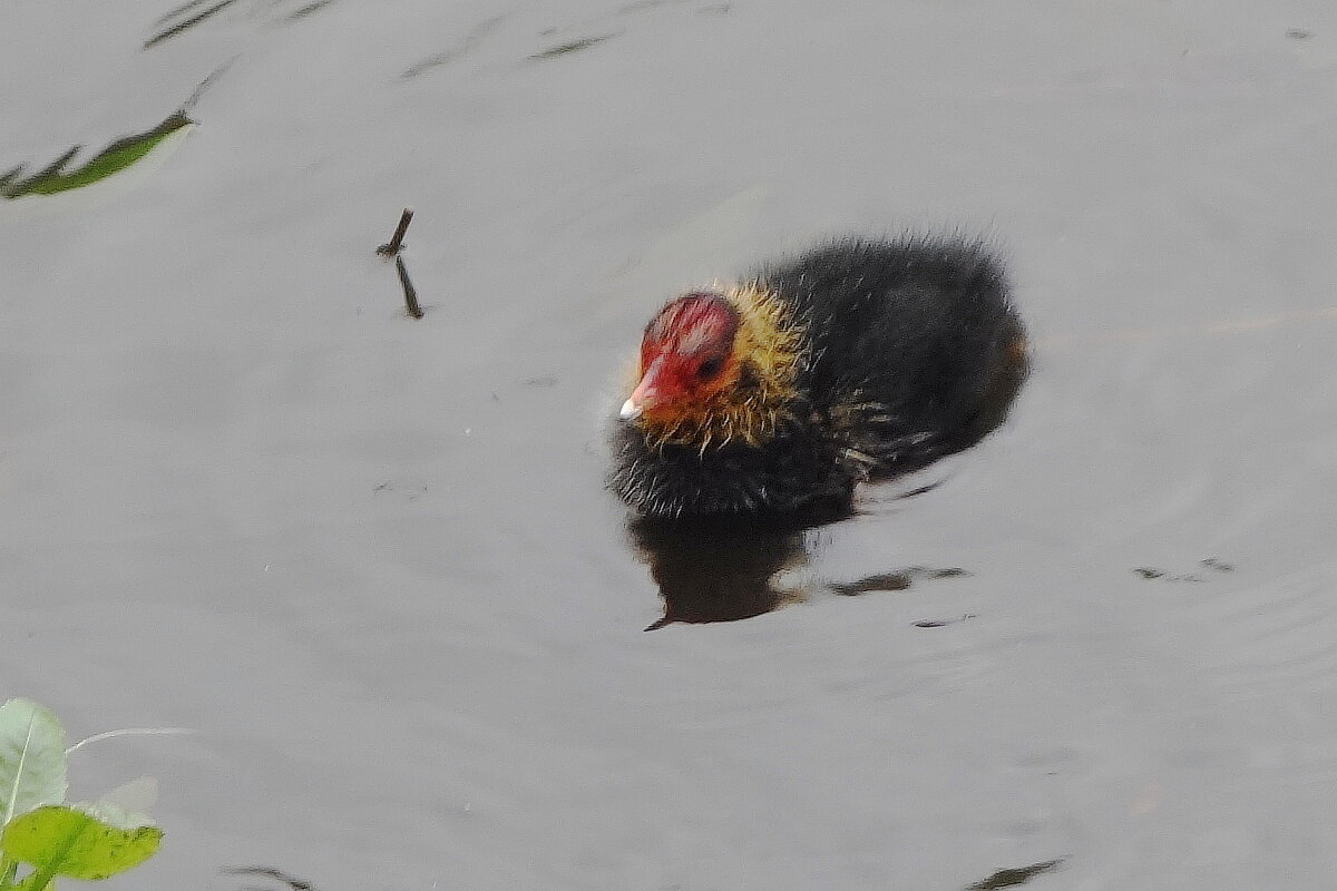 Лысушонок - Рита Симонова