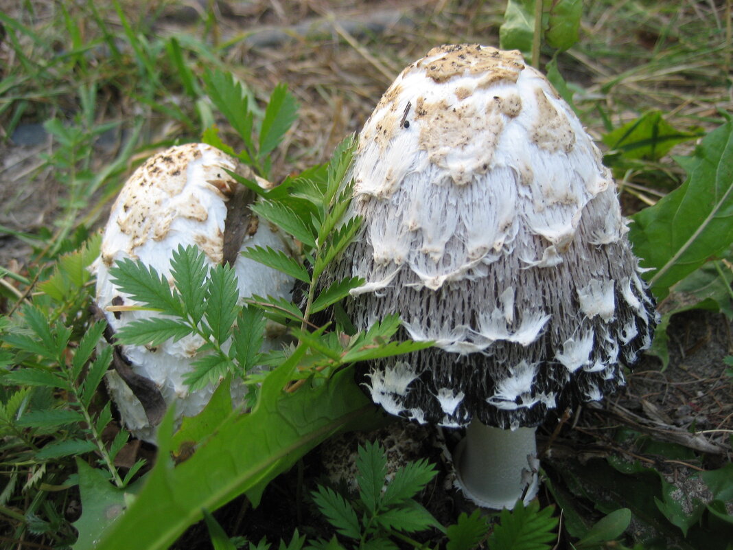 Навозник - Anna Ivanova