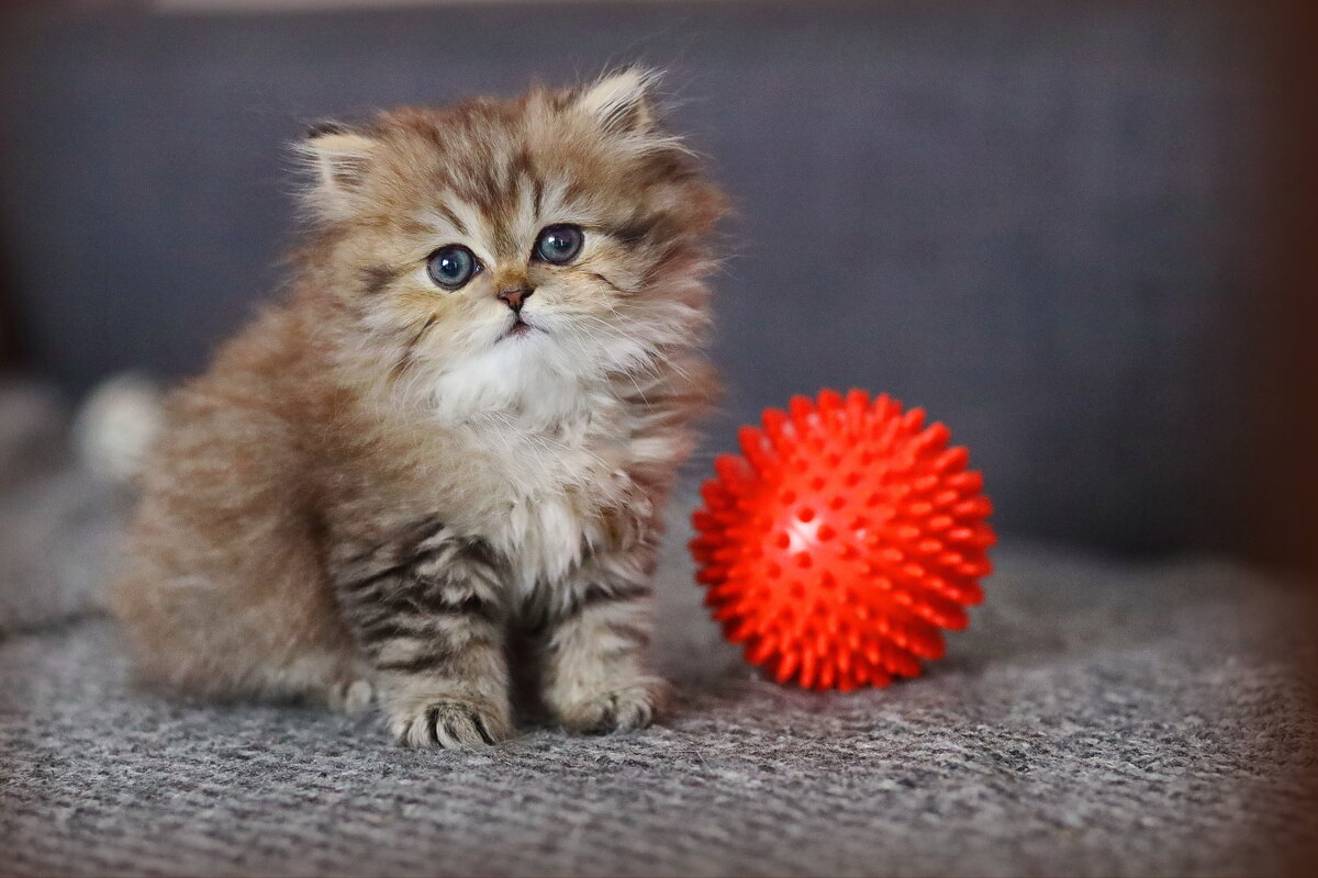 Котик. - Оля Богданович