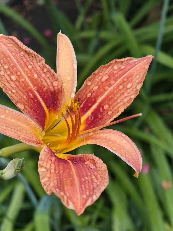 Лилейник - Валерий Ткаченко