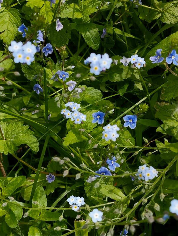 Talgar. - Murat Bukaev 