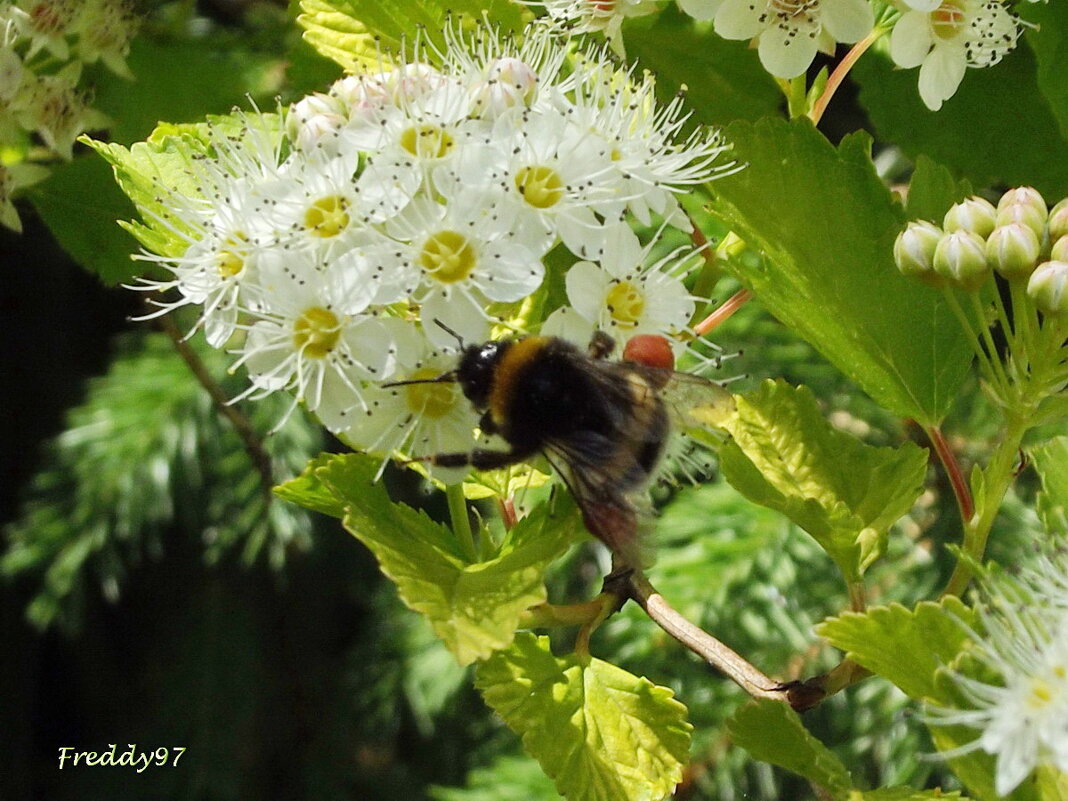 Труженик - Freddy 97 Труженик - Freddy 97