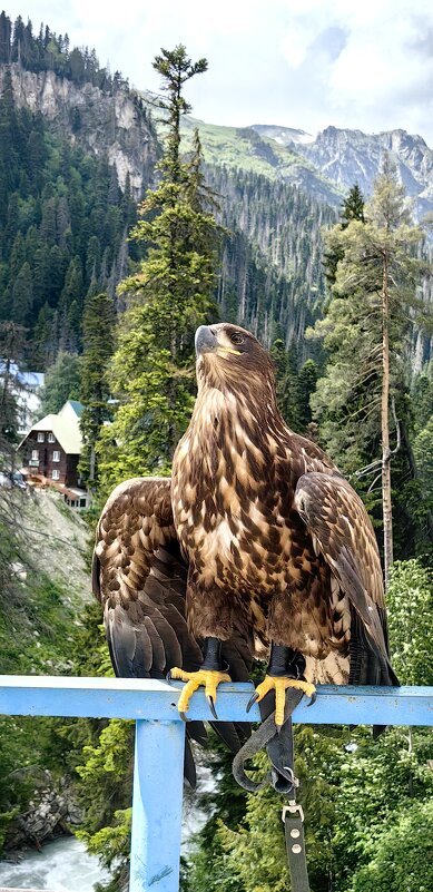 Ну, шикарен!!! - Светлана 13.06. Ну, шикарен!!! - Светлана 13.06.