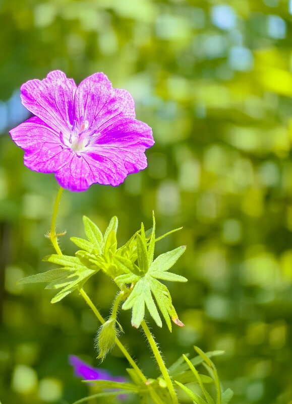 Скромный и красивый) - Светлана 13.06. Скромный и красивый) - Светлана 13.06.