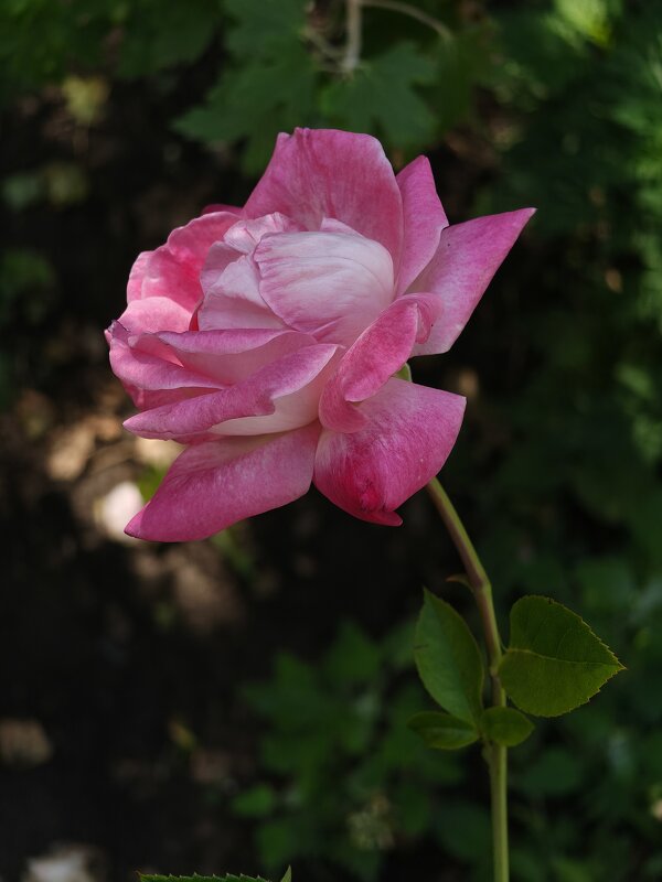 Роза - Валерий Ткаченко