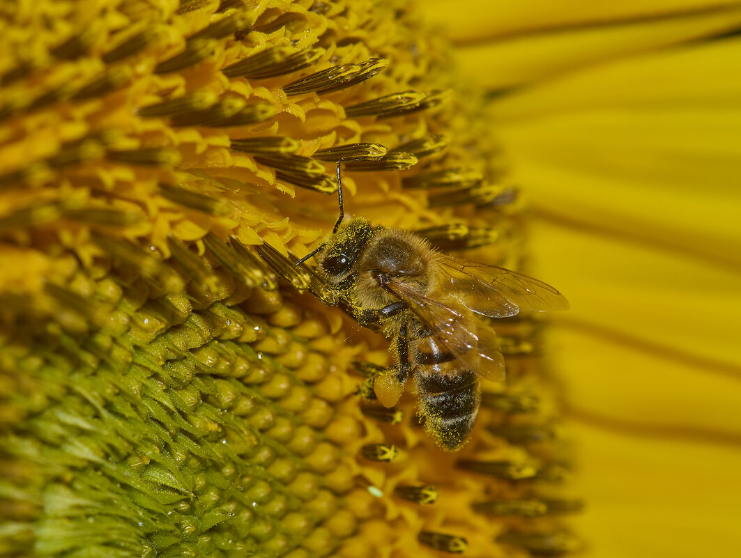 Пчела... - Александр Посошенко