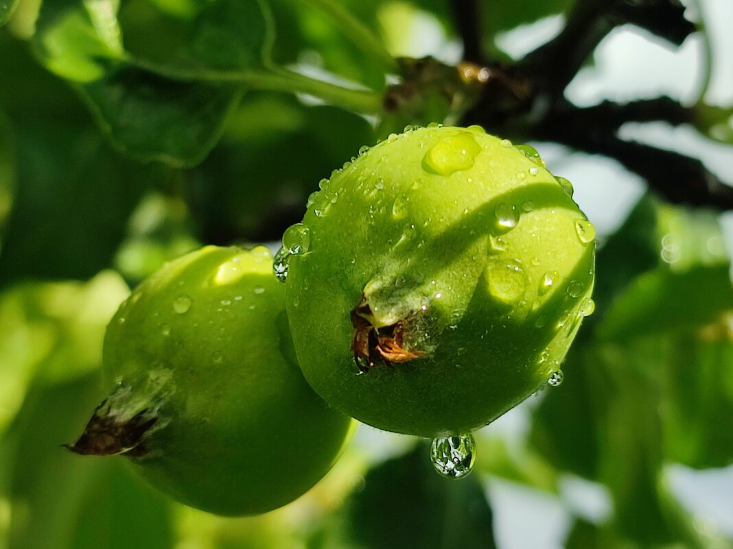 Дождь и солнце - Валентина Богатко 