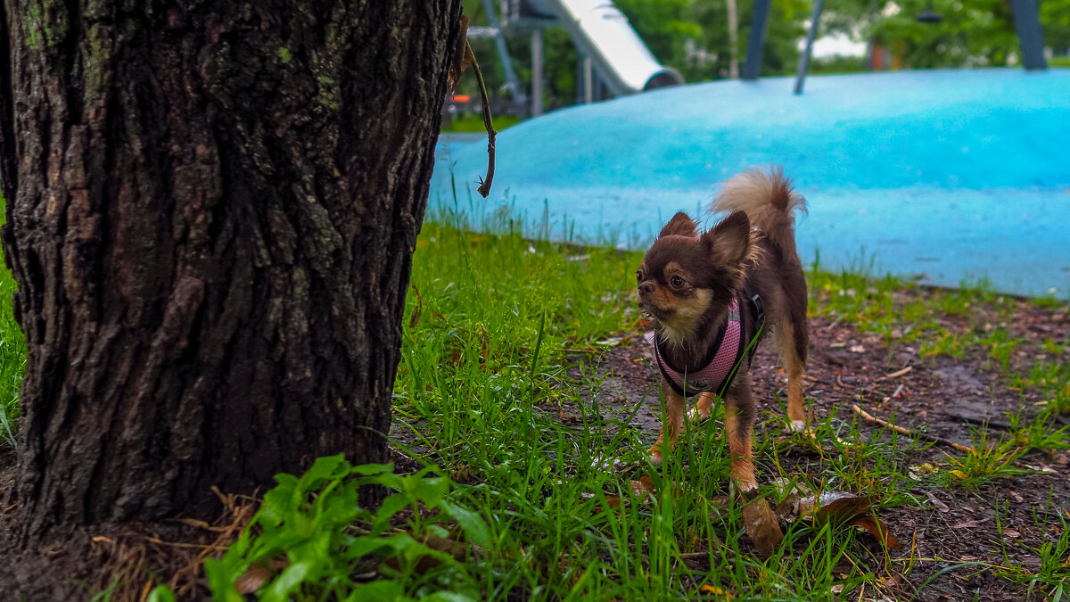 ***** - юрий поляков