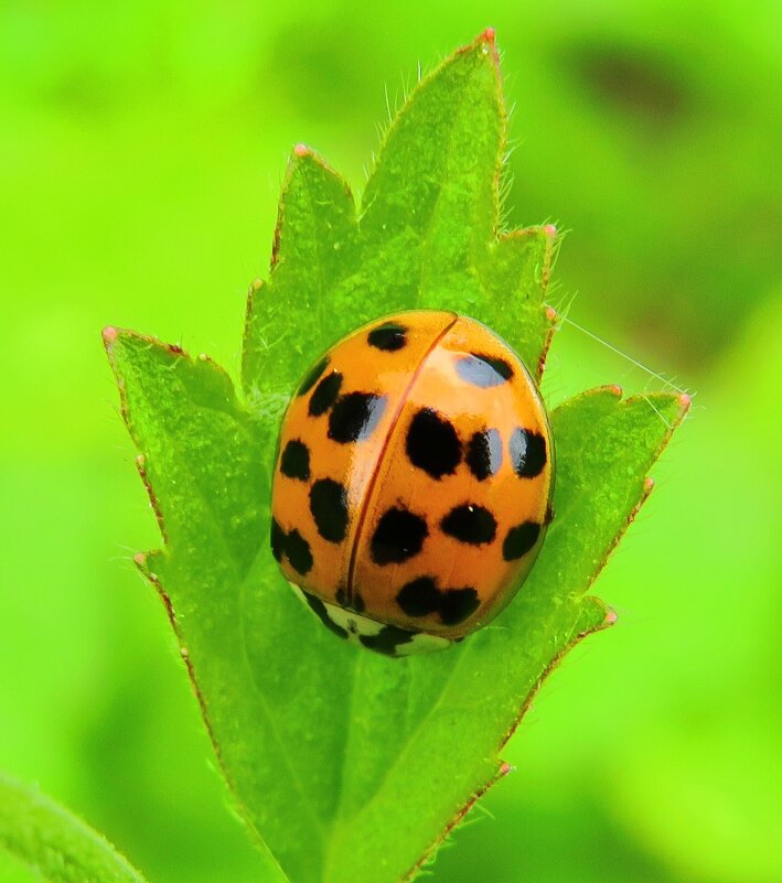 На зелёном листке - Андрей Снегерёв
