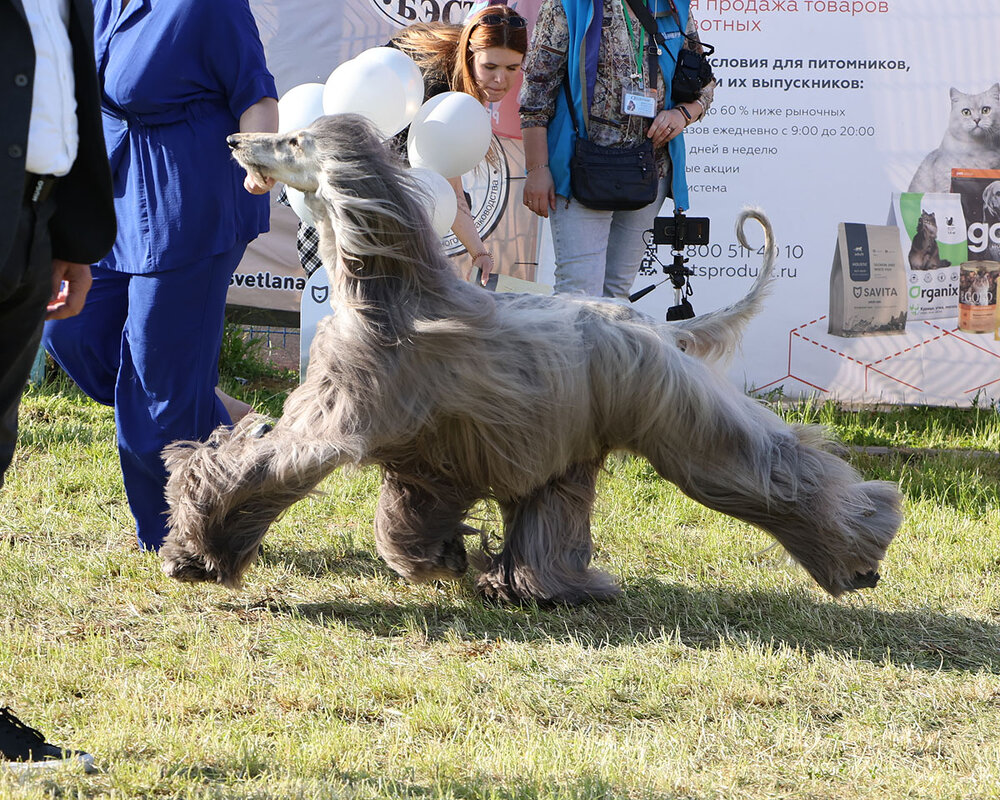 Афганская борзая - Анатолий Шумилин Афганская борзая - Анатолий Шумилин
