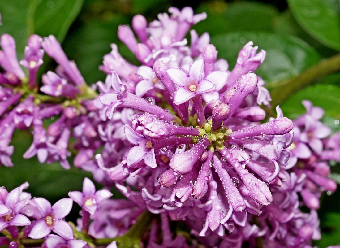 Сирень - Андрей Катков