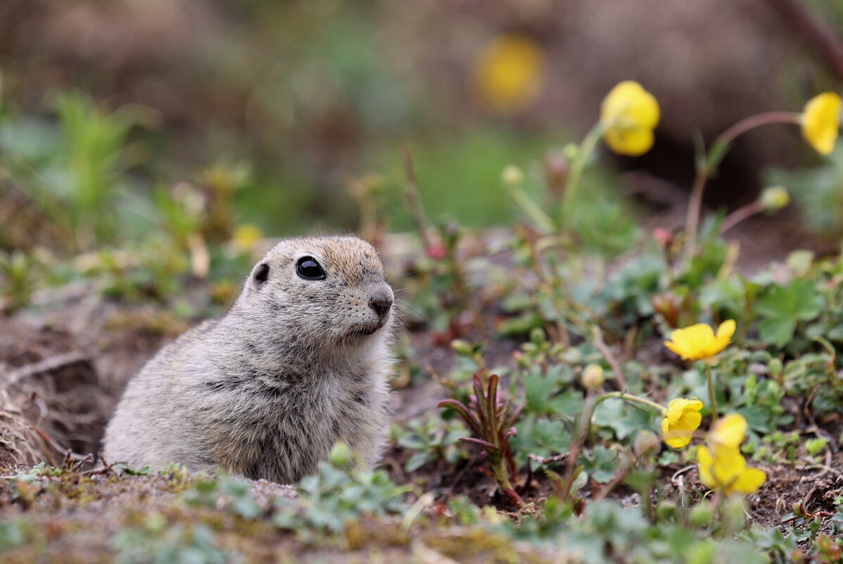 Полудома... - Александр Кондаков Полудома... - Александр Кондаков