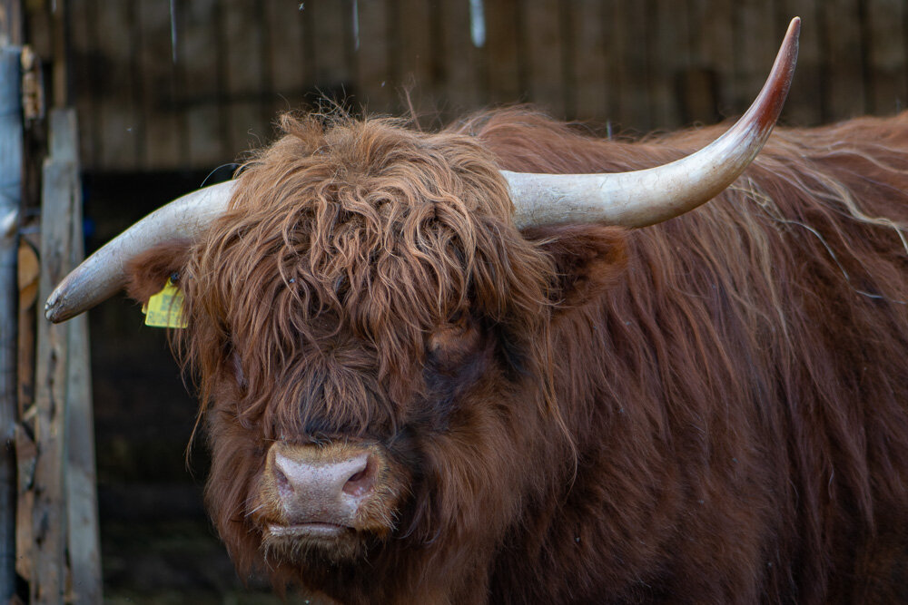 Шотландский бык - Николай Северный