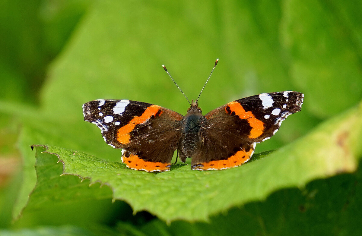 из снятого позавчера 5 - Александр Прокудин