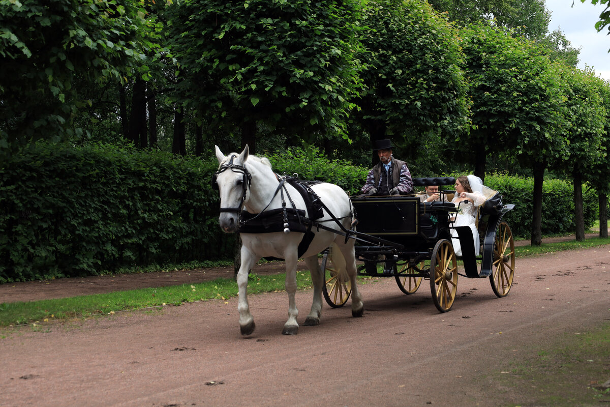 Прогулка - Dar(k) Life Прогулка - Dar(k) Life