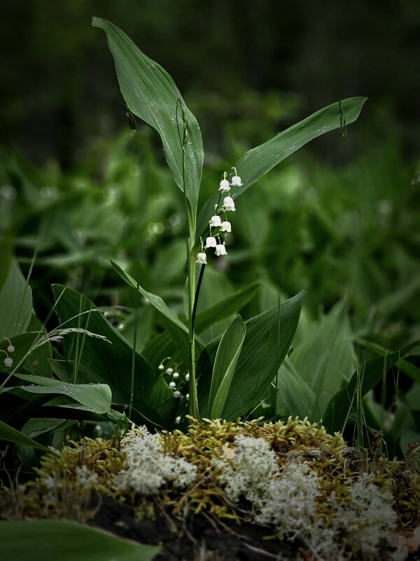 Жемчужина леса. - Галина Левина