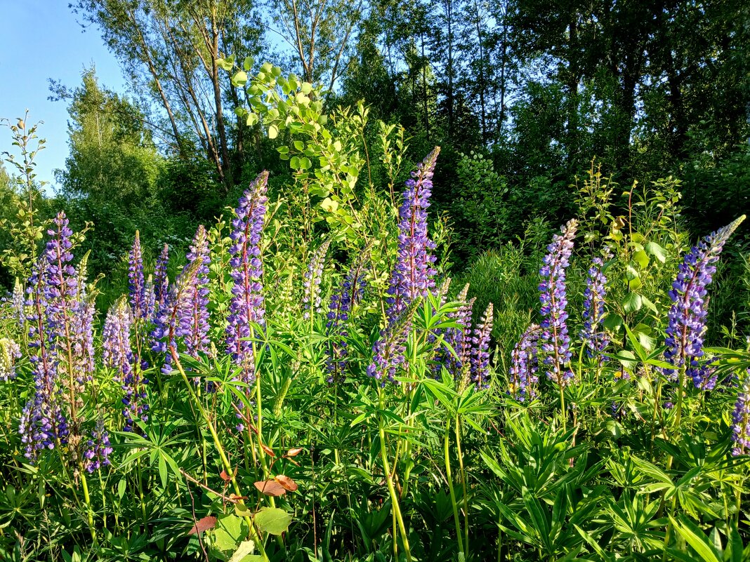 Люпины в дикой природе. - Лия ☼
