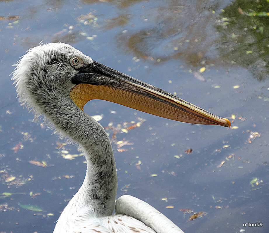 еще маленький - Олег Лукьянов еще маленький - Олег Лукьянов
