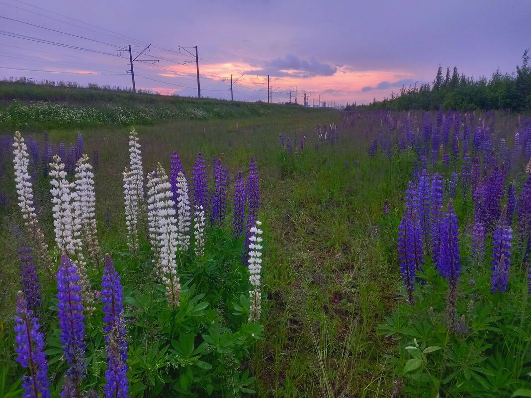 Люпины - Сапсан 