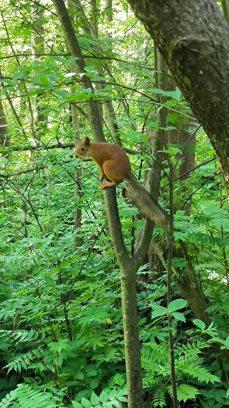 Встреча в парке. - Ольга 
